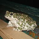 big Pepe