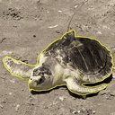 Pancake