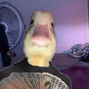 harold