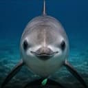 VAQUITA