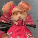 双马尾小鼠