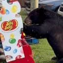 JellyBear