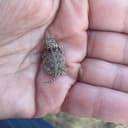 horneytoad