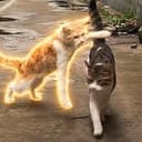 功夫小猫