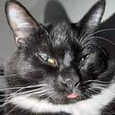 MEOWMEOW
