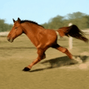 honse