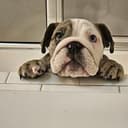bulldog