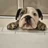 bulldog