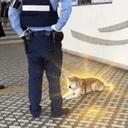 黙秘犬