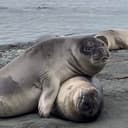 seals
