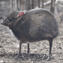 mouse deer