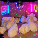 CHICKS