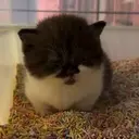 siti