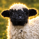 Valais