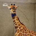 Milani