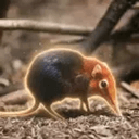 Sengi