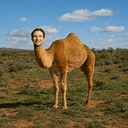 CAMEL