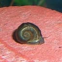 Snail