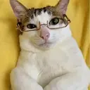 catjak