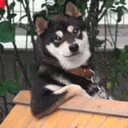 Cooldog