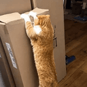 GYMCAT