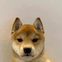 Inucoin