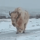 BISON
