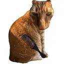BRUSHCAT