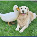 DuckandDog
