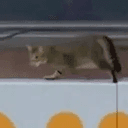 MEOWT