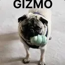 GIZMO