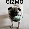 GIZMO