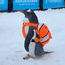 Taotao