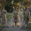 Gangaroos