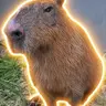 CAPYBARA