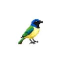 GREENJAY