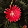 GERBERA
