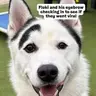 FLOKI