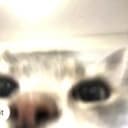 CatGPT