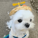 Hat dog
