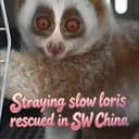 LORIS