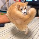 MACHO