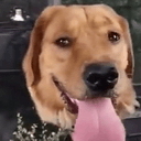 TRAINDOG