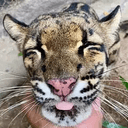 NONGNUENG