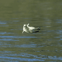 Leap