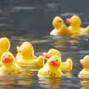 Rubbeduck