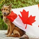 candog