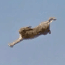Goobit