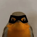 Robin
