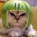 WATERMELONCAT
